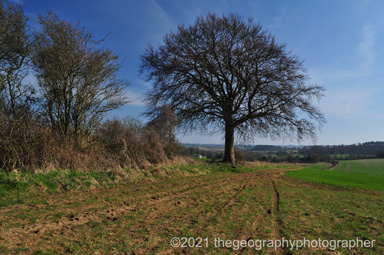 Hedge