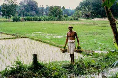 rice
