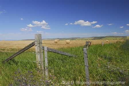 barbed wire