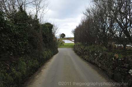 hedge