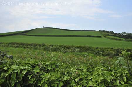 hedges