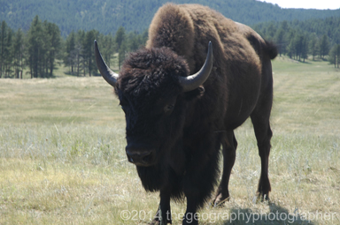 bison