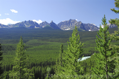 boreal forest
