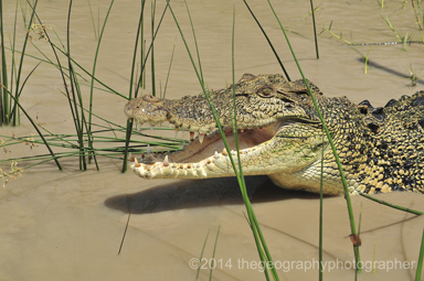 crocodile