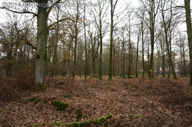 deciduous