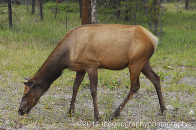 elk