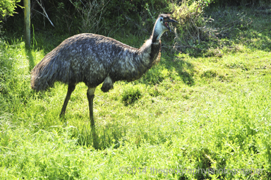 emu