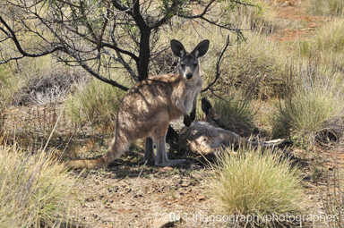 kangaroos