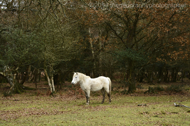 pony