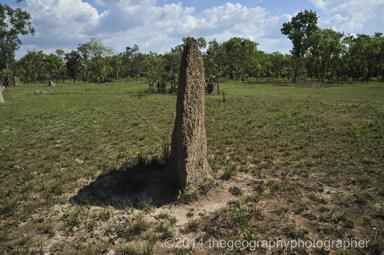 termites