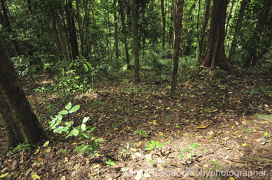 tropical rainforest