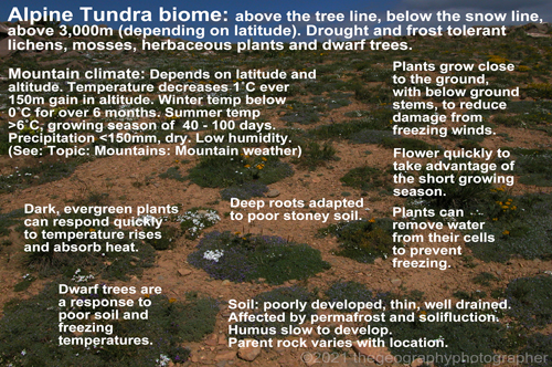 alpine tundra