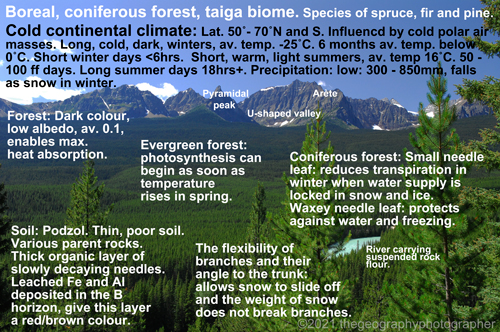 boreal forest