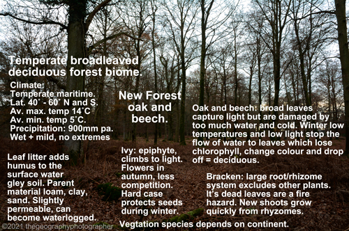 deciduous