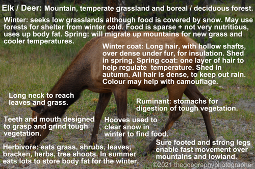 elk