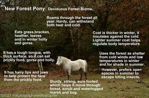 pony