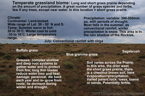 temperate grasslands