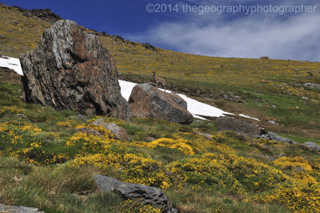 alpine tundra