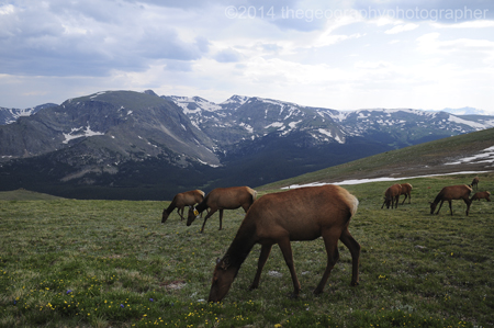 alpine tundra