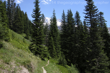 boreal forest