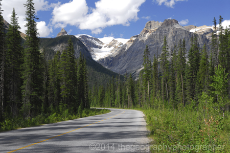 boreal forest