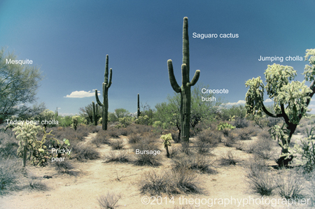 desert