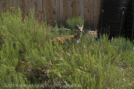 deer