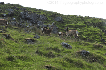 deer