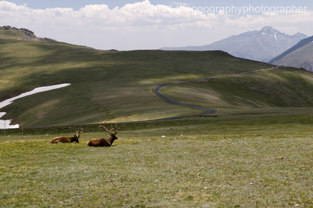 elk