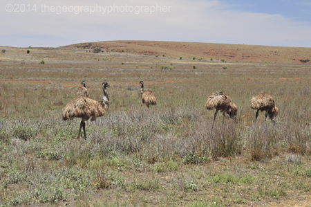 emu