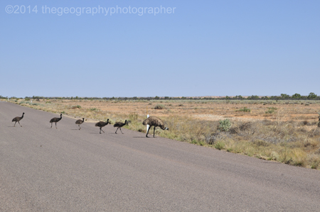 emu