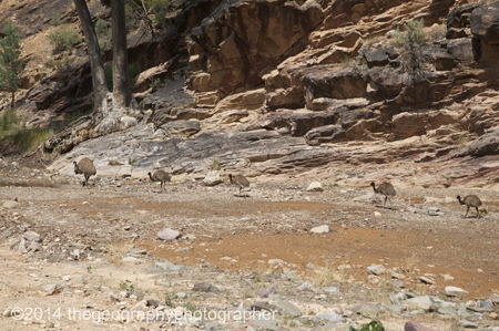 emu