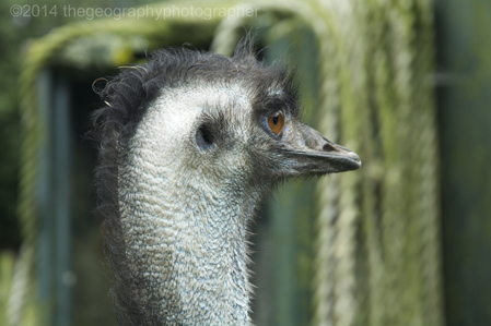 emu