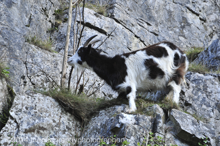 goats