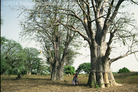 savanna