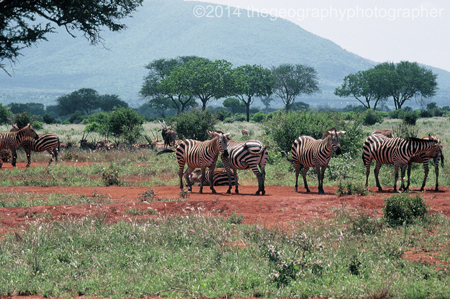 savanna
