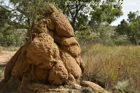 termites
