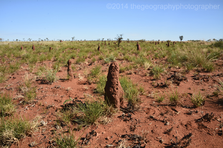 termites