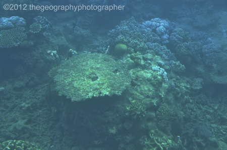 coral