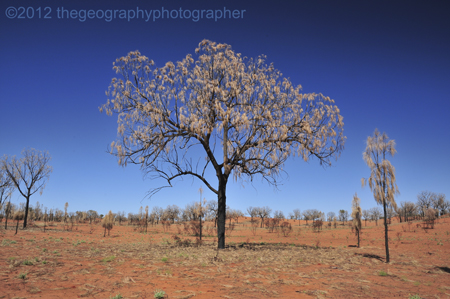 arid