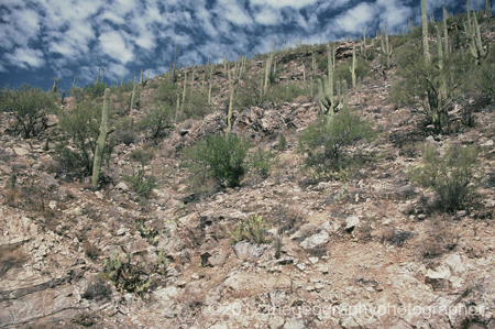 arid