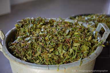 tea