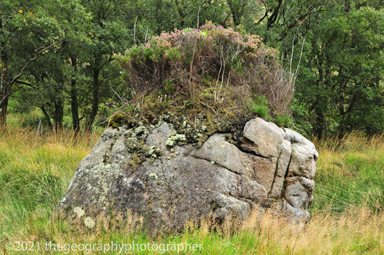 biological weathering