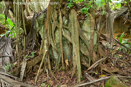 biological weathering
